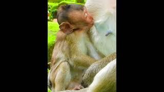 Genius BIG size baby monkey happy with Mom's breast milk #shortvideo #shorts #short #monkey #animals