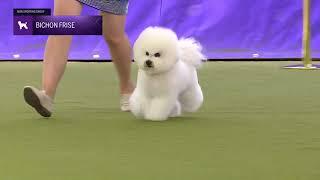 Bichons Frises | Breed Judging 2024