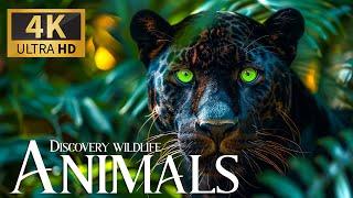 Discovery Wildlife Animals Relaxation Movie 4K  Peaceful Smooth Music 4K Ultra HD