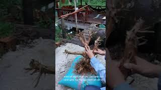 Hành trình tìm, xử lý và demo phôi bonsai