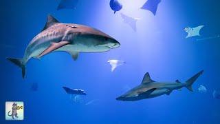 Shark Aquarium! 4K  Relaxing Aquarium Music with Sharks, Manta Rays & Ocean Fish