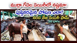 గేదెల డెయిరీలో నష్టం ఎందుకు వస్తుంది || How to Overcome Losses in Buffalo Dairy || Karshaka Mitra