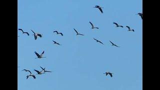 stormo di uccelli nel cielo d'Ischia