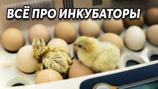 Всё про инкубаторы! Ответы на ваши вопросы.