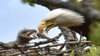 Osprey Hunting Fish And Feeding their Babies In The Wild Nest