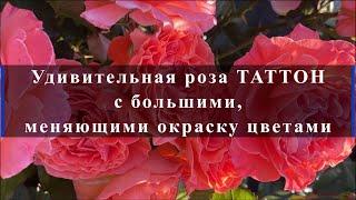 Удивительная роза ТАТТОН с большими, меняющими окраску цветами. Питомник растений Е. Иващенко