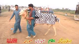 Hamza Sky Video Fateh Jang