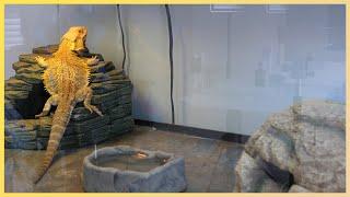 Am I Neglecting My Bearded Dragon in this Poor Enclosure?