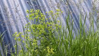 LEAFY SPURGE (Euphorbia esula)