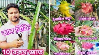 10 রকম ড্রাগন জাতের ডাল/চারা বিক্রি । #dragon #dragonfruitplant