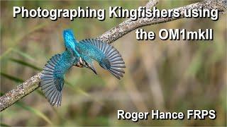 Photographing Kingfishers at RSPB Lakenheath Fen using the OM1mkII with the 150-400mm lens