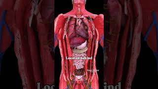 Best Heart Location for Blood Supply 🫀