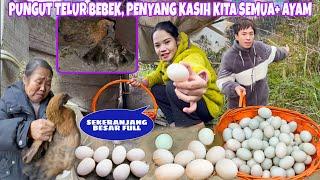 NENEKNYA SUNIN SURUH KAMI PUNGUT TELUR BEBEKNYA, SEMUA TELUR DAN 9 ANAK AYAM DIKASIH KE KAMI