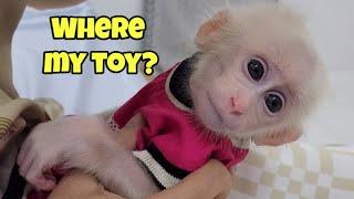 Baby Monkey SUGAR Worry Resists Drinking Milk To Find Lost Toy