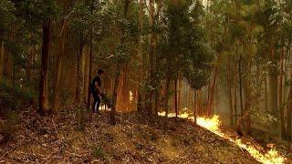 Portugal battles with fires: 62,000 hectares burned and seven lives lost