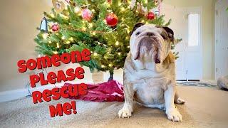 Reuben the Bulldog: The Most Horrible Thing