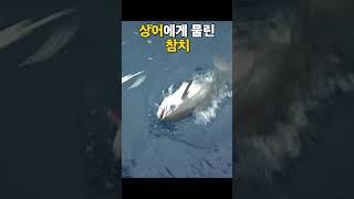 상어에게 물어 뜯긴 참치 #투나 #샤크 #shark