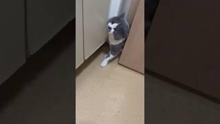 Funny sneaky cat#cat #cats #cutecat #catlover #catsoftiktok #petfyp #PetTok#FunnyPets#usa