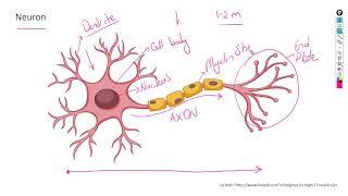 Life Sciences Gr12 - The Human Nervous system Part 1