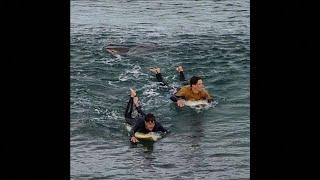 Caught on Camera: Shark bites surfer's leg in Australia