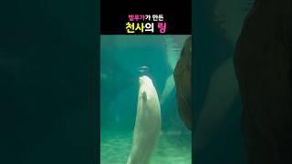 벨루가가 만든 천사의 링 #벨루가