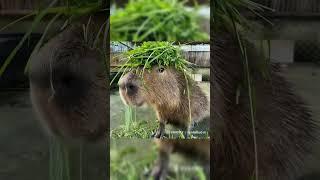 No Stress, No Worries – Just Capybara Vibes!  #capybara #animalphotos #cute #animals #funny #pets
