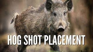 Wild Hog Shot Placement - Hog Anatomy