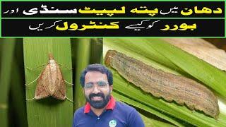 How to control patta lapait sundi in rice | how to control borer in rice | Modern Crop Farming