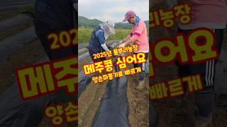 메주콩 심어요. 양손파종기로 빠르게 2025년 풀뿌리농장 #shorts