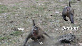 3-Day-Old Baby Monkey Lilyactivities Baby Lily, Mother Libby And Banum Monkey !