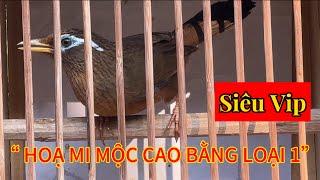  Chiều 14/ 11 - Cập bến Hoạ Mi Mộc Vip ( đẳng cấp loại 1” - Bộ to đẹp mê li ️ Mời ae kết nối.