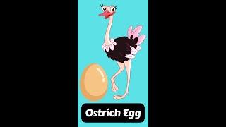 Ostrich Egg is so Hard | Ostrich Egg #shorts