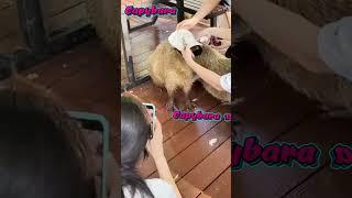 CoolCapybara Living That Celebrity Life ️#capybara #animals #shorts #animalfun #animallover