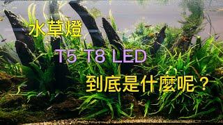 水族燈 水草缸的燈 怎麼選 T8 T5 led 各是什麼呢? 什麼是三波長燈管呢？/ fish tank