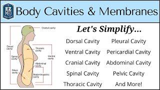 Body Cavities and Membranes: Drawn and Defined [Anatomy Physiology]