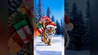  MERRY CHRISTMAS TIGER BRINGS GIFTS  #shorts #trendingtopic #cutetiger #animalscute