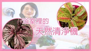 ｜天然空氣清淨機｜浴室必種植物｜室內植物｜免插電｜環保愛地球｜森林有塊田