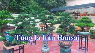 Thăm quan vườn Tùng La Hán đẹp | Tùng la hán bonsai | Rất nhiều cây cảnh Bonsai đẹp