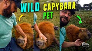 Man Petting a Beautiful Wild Capybara