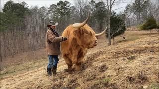 Do Highland cows make good pets