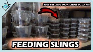 Feeding 100+ Tarantula Slings Today