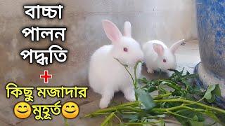 খরগোশের বাচ্চা পালন পদ্ধতি | Khorgos Palon Grow Life| Rabbit rearing and baby rabbit care