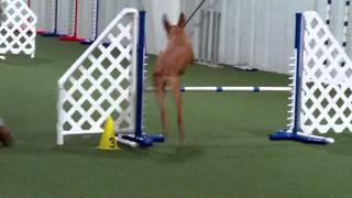 Pharaoh Hound sniffing turf training in agility