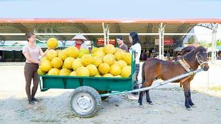 Use Strong Horse To Pull Carts To Harvest Many Grapefruits Go To Sell At The Countryside Market