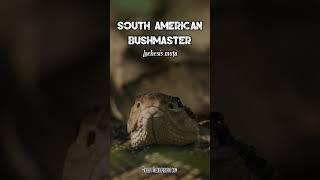 South American Bushmaster (Lachesis muta)