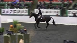 Video of TRIOMPHE ridden by SOPHIA GIANOULIS from ShowNet!