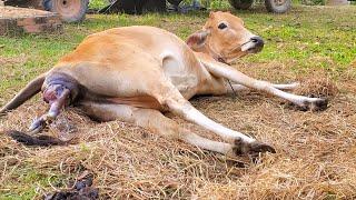 Cow Giving Birth To A Lovely Female Calf