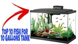 Best 10 Fish Ideas For 10 Gallon Aquarium | Prathmesh Aquatics