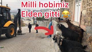 #milli #hobi miz keçiler iş makinasını hayranlıkla izledi 1080p60