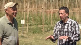 Hop Farming